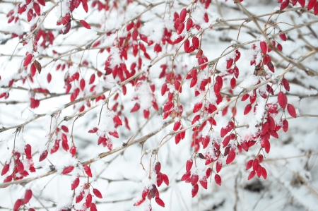 red barberry growing in nature in winterの写真素材