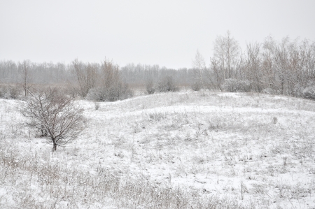field, trees, bushes, a hill in winterの写真素材