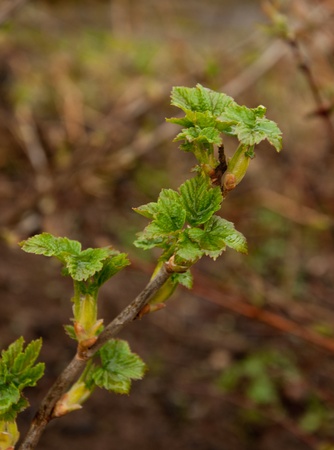 currant growing in the garden in springの写真素材