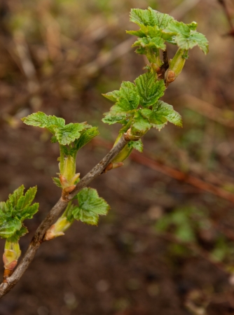 currant growing in the garden in springの写真素材