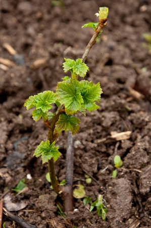 currant growing in the garden in springの写真素材