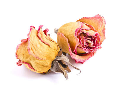 two dried red roses, without stemsの写真素材