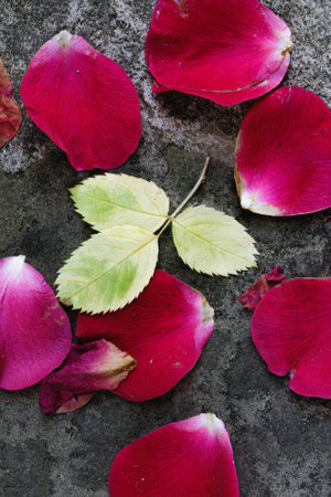 Withered leaves and rose petals on a stone path. portrait orientation photo.の写真素材