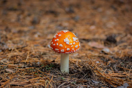 Poisonous fly agaric in a pine forest. Close-up, blurred background.の写真素材