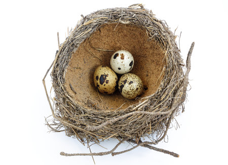 Bird's nest with three eggs close-up on white backgroundの写真素材