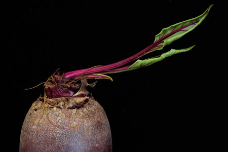 Beet fruits with green leaves. Close up on a black background. fine artの写真素材