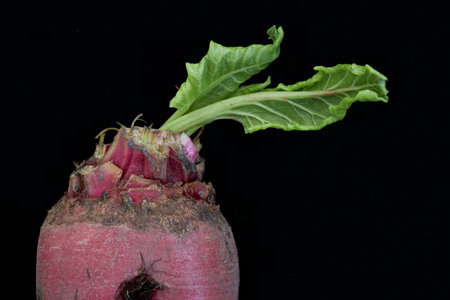Beet fruits with green leaves. Close up on a black background. fine artの写真素材