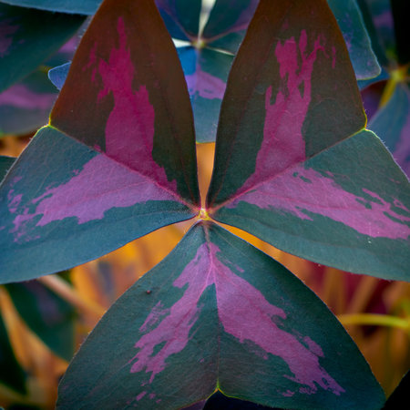 Close-up of a leaf of Oxalis triangularis. Tropical house plant.の写真素材