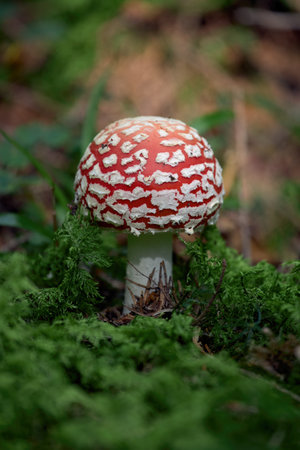 Fly agaric mushroom close-up in the forest on green moss.の写真素材