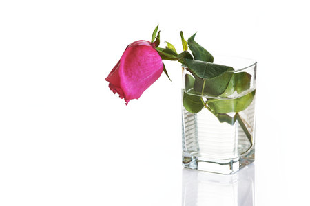 Withered red rose in a rectangular glass vase with water on a white background.の写真素材