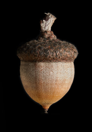 Acorn close-up on a black background. Studio photography.