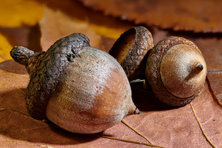 Acorn on dry oak leaves close-up.の写真素材