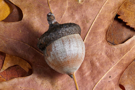Acorn on dry oak leaves close-up.