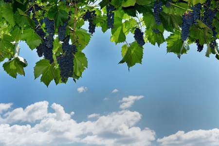 Horizontal photography of grape on vineyards on sky background の写真素材
