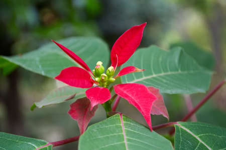 Poinsettia Beautiful, red with green leaves flower poinsettia, traditional Christmas flower, closeup shotの写真素材