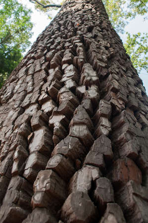 the bark of old pine, this tree more than a hundred yearsの写真素材