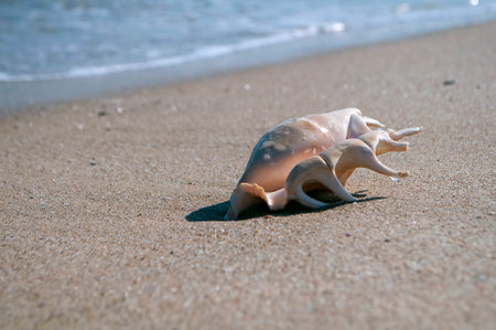 sea shell on the beach on the sand at the water\'s edgeの写真素材