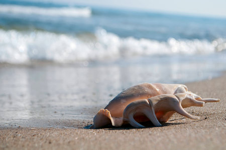 sea shell on the beach on the sand at the water\'s edge
