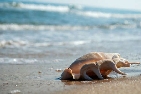 sea shell on the beach on the sand at the water\'s edgeの写真素材