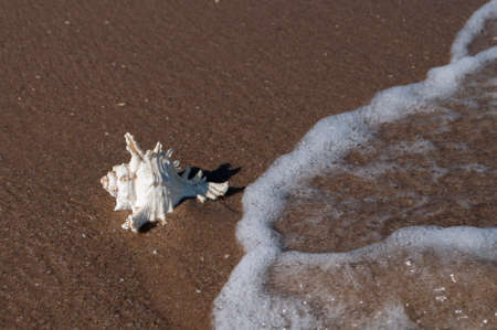 sea shell on the beach on the sand at the water\'s edge