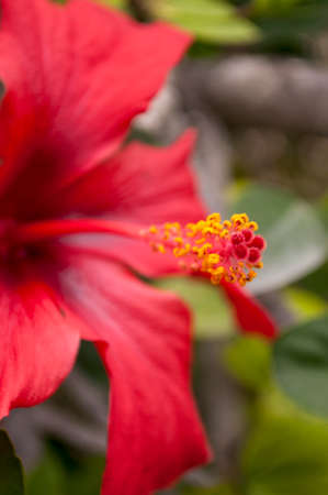 bright, colorful, red hibiscus flower closeup in the gardenの写真素材