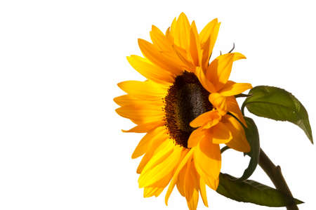 bright yellow sunflower closeup on white backgroundの写真素材
