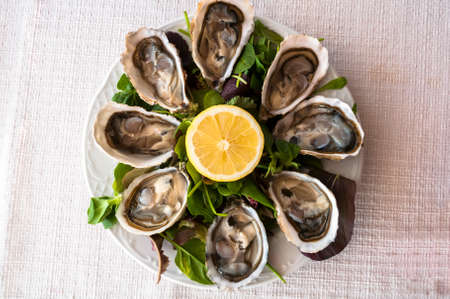 fresh French appetizer oysters on ice with lemon, for gourmetsの写真素材