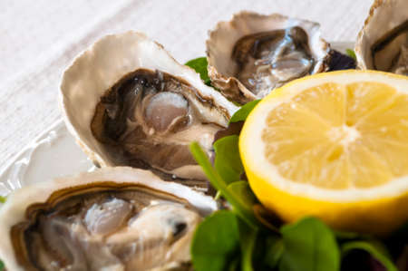 fresh French appetizer oysters on ice with lemon, for gourmetsの写真素材