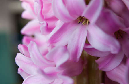 inflorescence of pink flower petals macro imageの写真素材