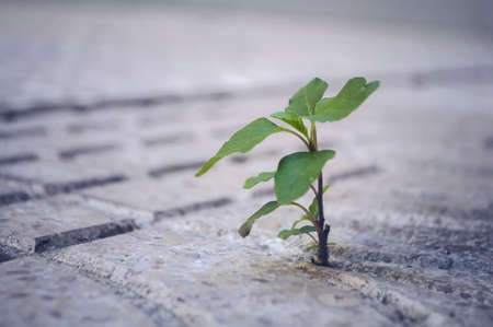the plant breaks through the asphalt, the concept is, do not be afraid of difficulties