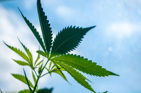 cannabiscannabis close up,leaves. the background of the skyの写真素材