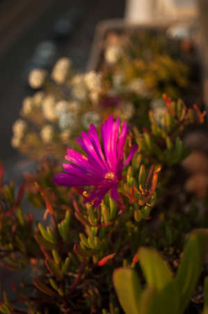 red flower in the light of the setting sunの写真素材