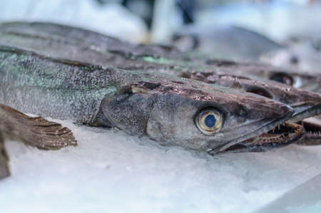 hake on the pieces of ice on the marketの写真素材