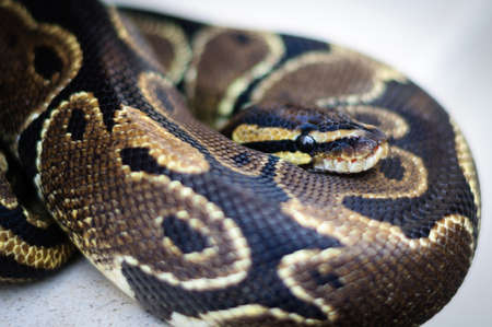 not a big Python regius resting on the stone