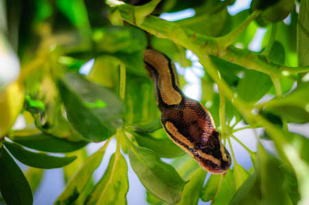 not a huge Python regius hiding in the branches of a tree