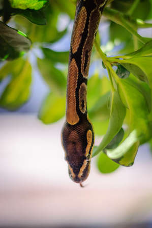 not a huge Python regius hiding in the branches of a treeの写真素材