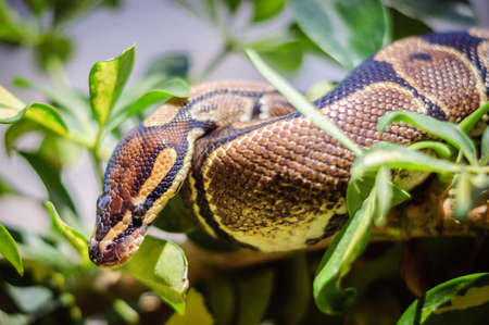 not a huge Python regius hiding in the branches of a treeの写真素材
