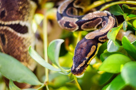 not a huge Python regius hiding in the branches of a treeの写真素材