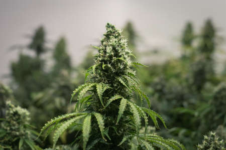 ripe juicy and the growing of cannabis flower in the garden buds cannabis