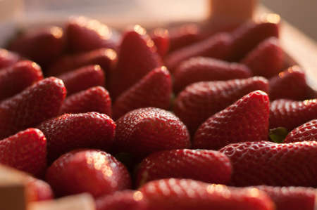 red fresh appetizing strawberries with just the bedsの写真素材