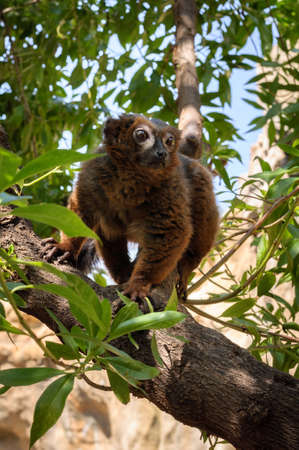portrait of a rubriventer lemur on branch of three in the Parkの写真素材
