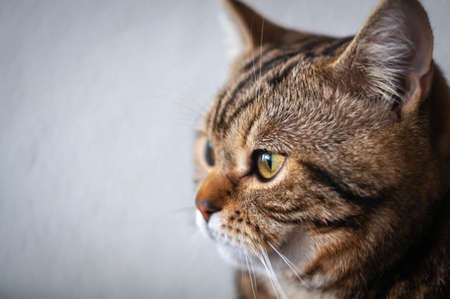 close-up of the muzzle of the British shorthair marble beautiful cat with yellow eyesの写真素材