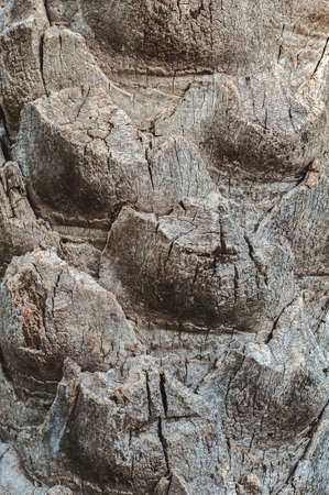 texture of palm bark close-upの写真素材