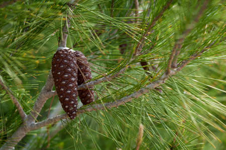 among pine branches two cones close up