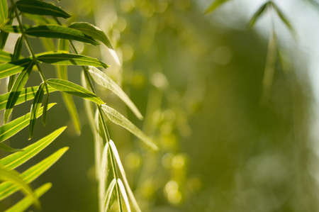 red pepper tree leaves in the gardenの写真素材