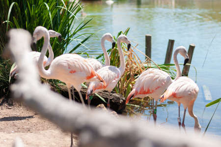 group of pink flamingos in the Parkの写真素材