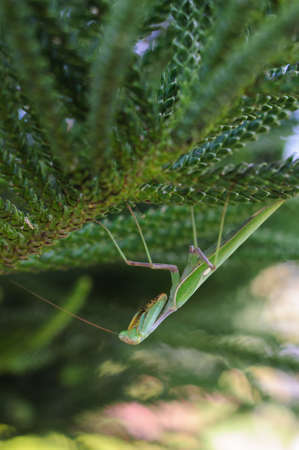 mantis on a branch in the Park
