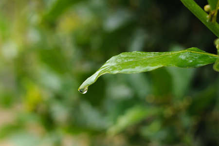 dew on the grass in the Park closeup