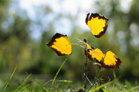 little branch of yellow leaves on the grassの写真素材