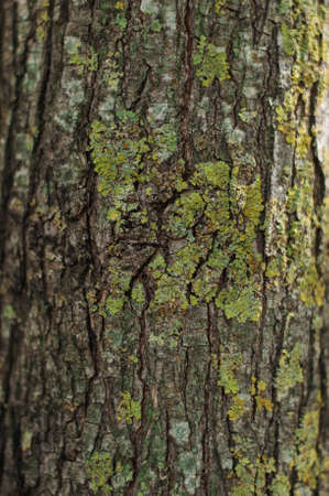 bark of a tree in a mech